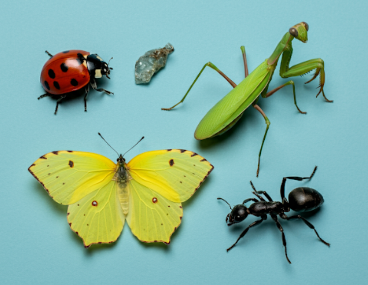 Insekternas utdöende är en ytterst alarmerande trend som hotar livet på vårt klot.
