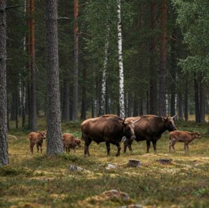 Rewilding och visenter i svensk skog